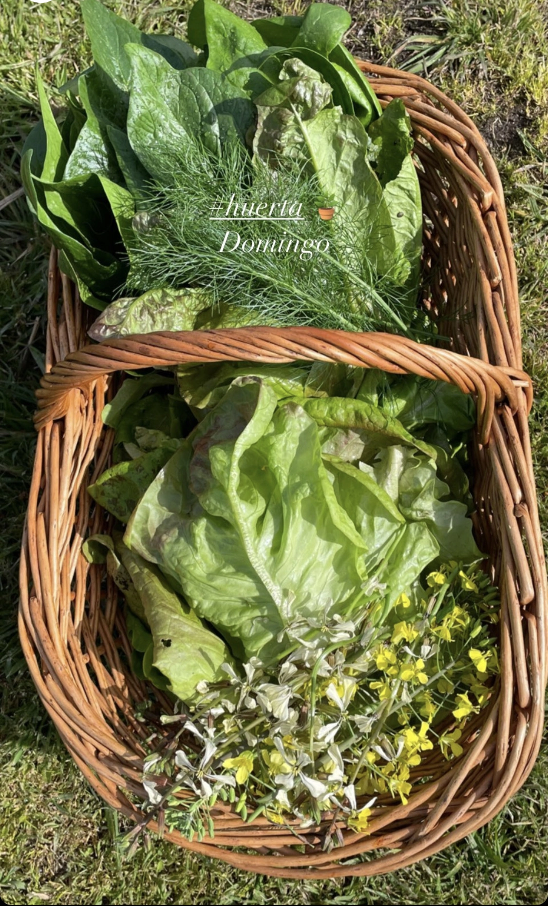 Lucia Y's cover image