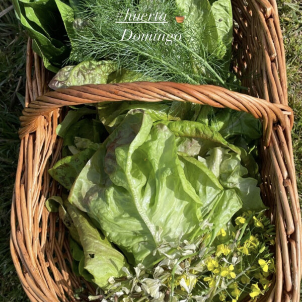 Lucia Y's cover image