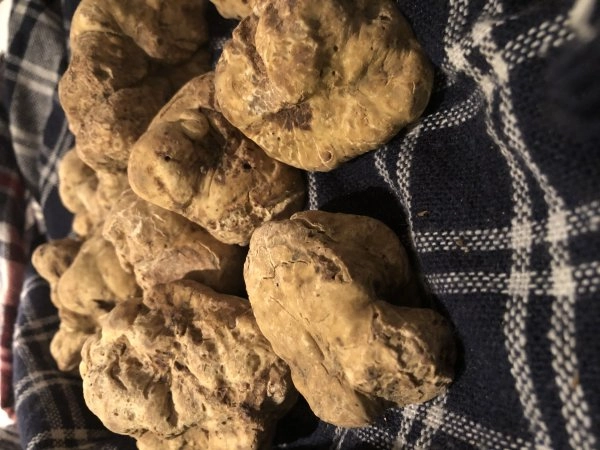 Chef Marco's White truffle menu image